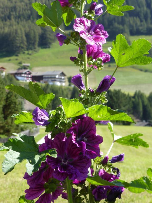 Apartmán Haus Panoramablick Kals-am Großglockner Exteriér fotografie